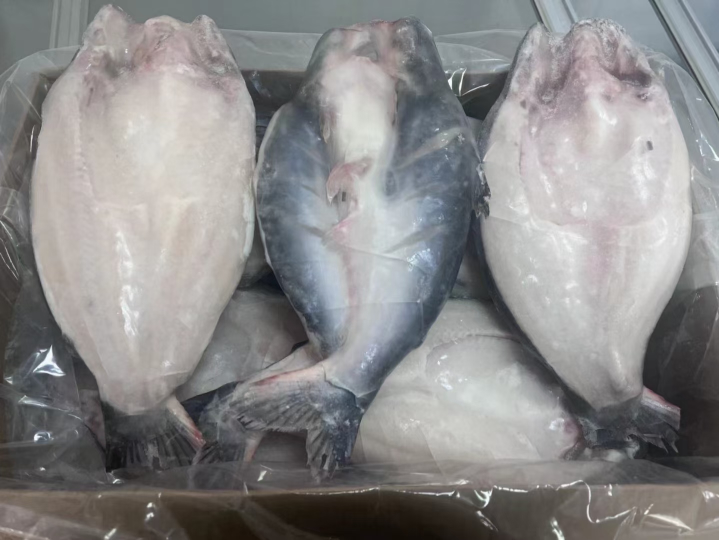 開(kāi)背湄公魚(yú)巴沙魚(yú)整條龍利魚(yú)新鮮冷凍烤魚(yú)店批發(fā)整箱商用廠(chǎng)家直銷(xiāo)